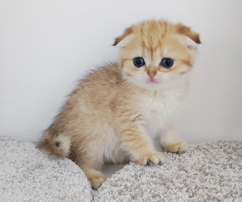 висЛоуХие  ШотЛанДскиЕ КотЯтА