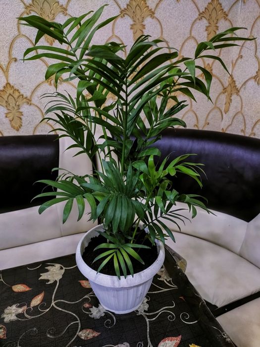 Растения. Доставка...