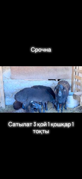 3 қой 1 қошкар сатылат