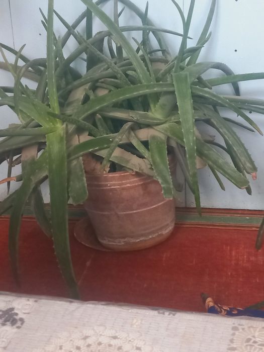 Aloe vera foydali  tez sotiladi narxi kelishiladi.Uy sharoitida
