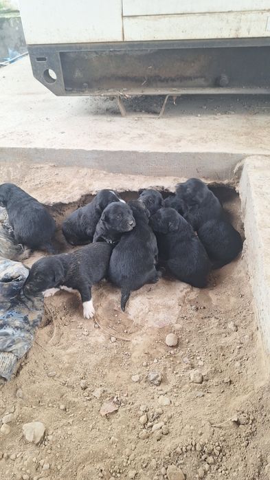 Күшік. Звонок. Тегін