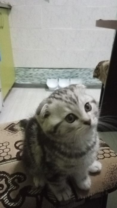 Вязка  кота вислоухого