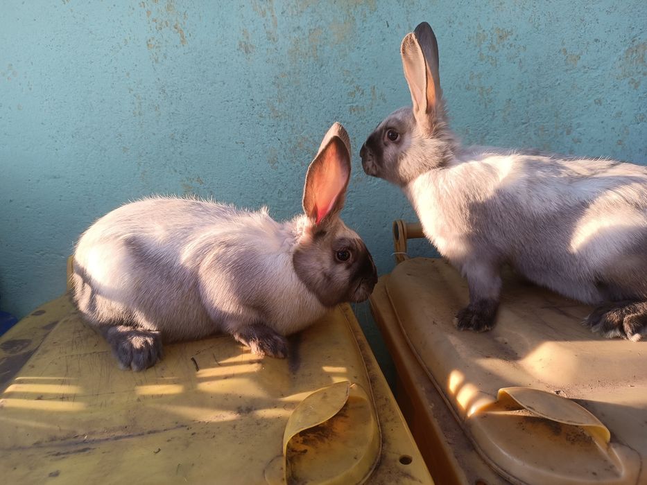 Vând 2 femele secuiesc