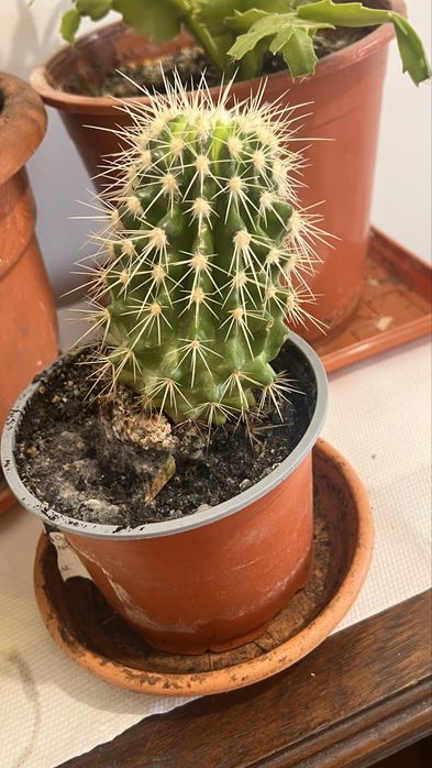 Cactuși și plante suculente de vânzare – în ghiveci