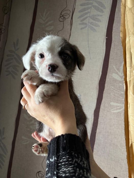 Дарю щенка!         .