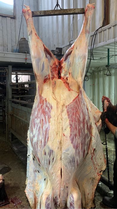 Согым сатамын