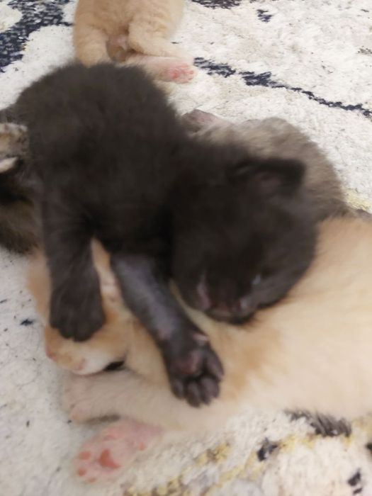 Котята в хорошие руки