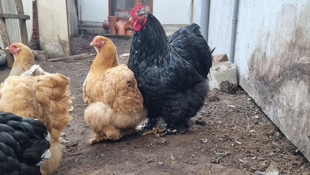 Vand Oua Gaini de Rasa