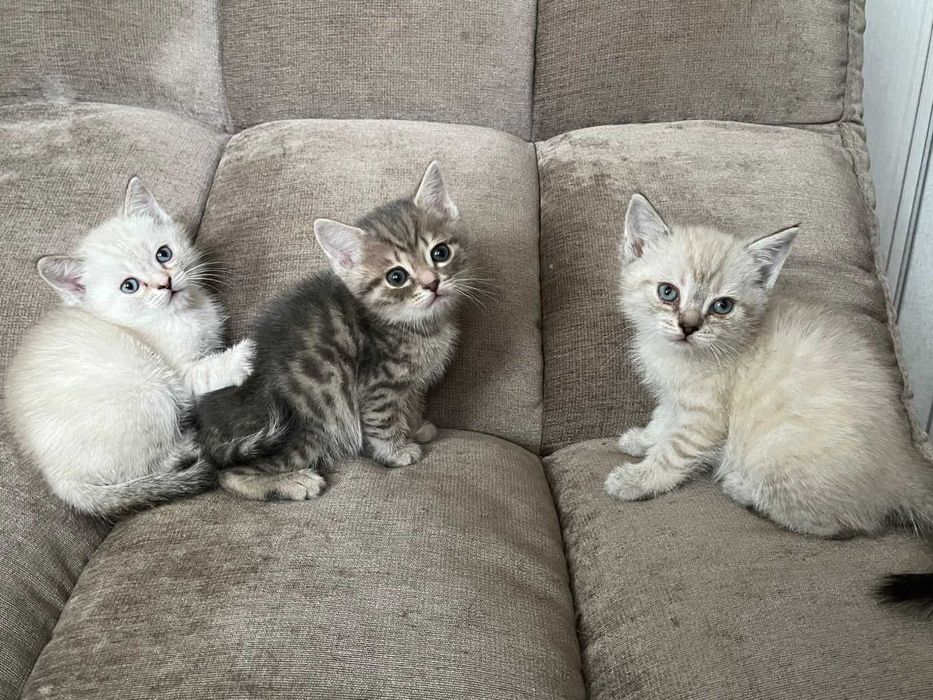 Котята в добрые руки