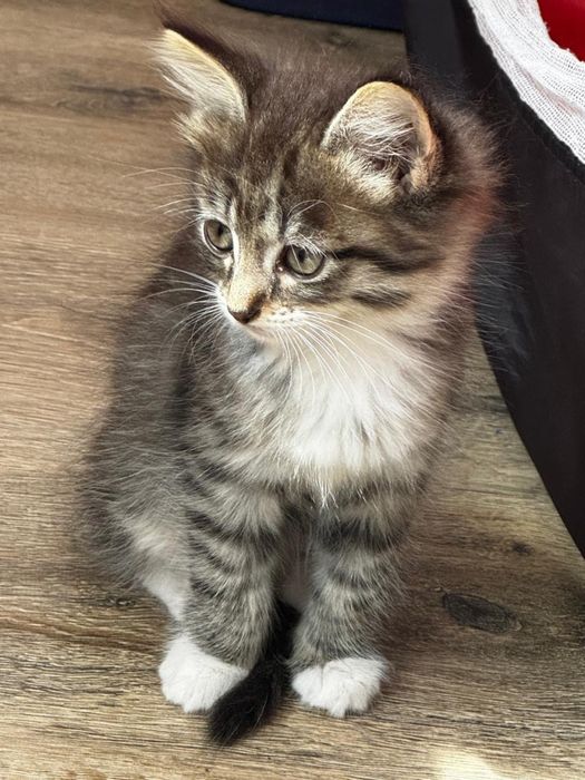 Отдам котят в добрые руки
