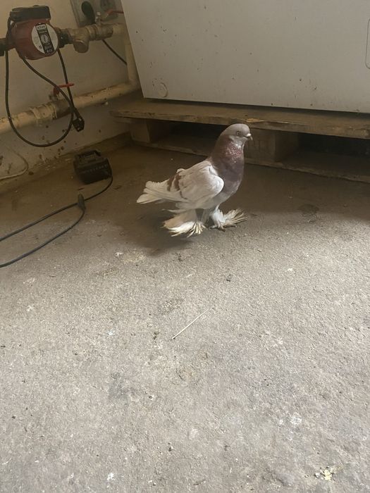 Продам голубя тасман