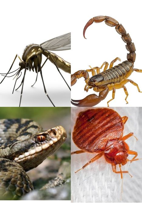 Дезинфексия дезинфции Dezinfeksiya xizmati dezinfeksiya dizinfeksiya