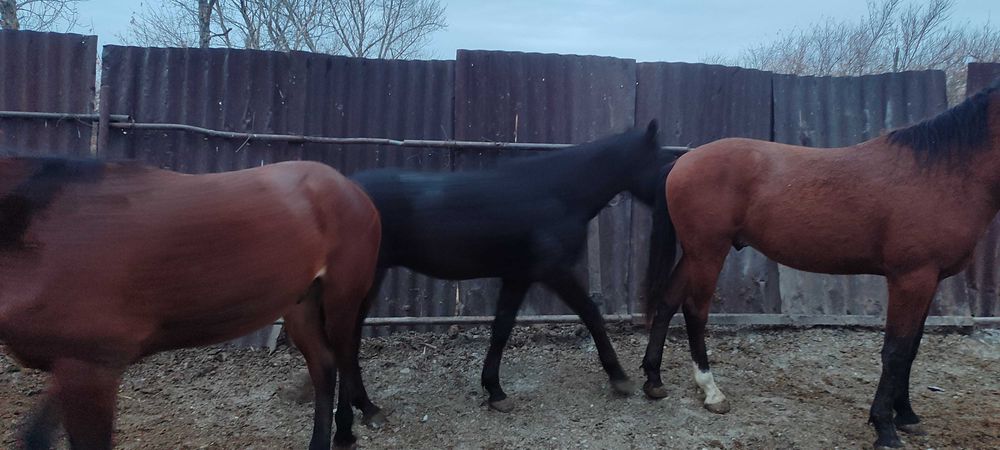 Продам 2 жеребца