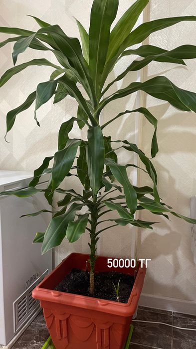 Продается пальма