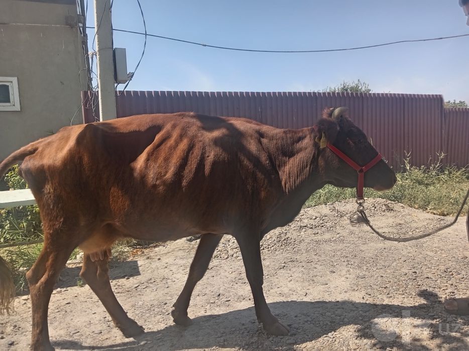2-qorin sigir sotiladi