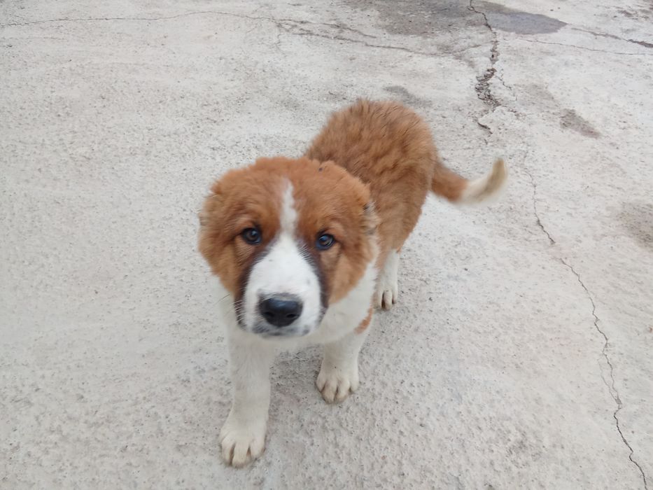 Тараз қаласы продаётся щенок Алабая