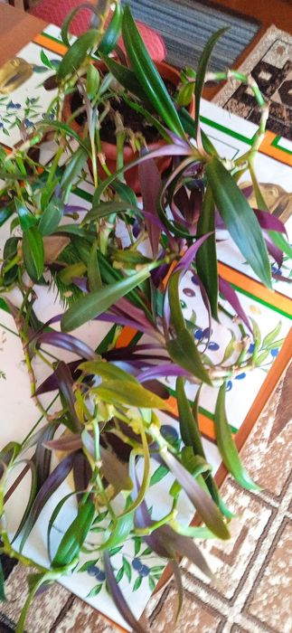 Продам комнатные цветы.