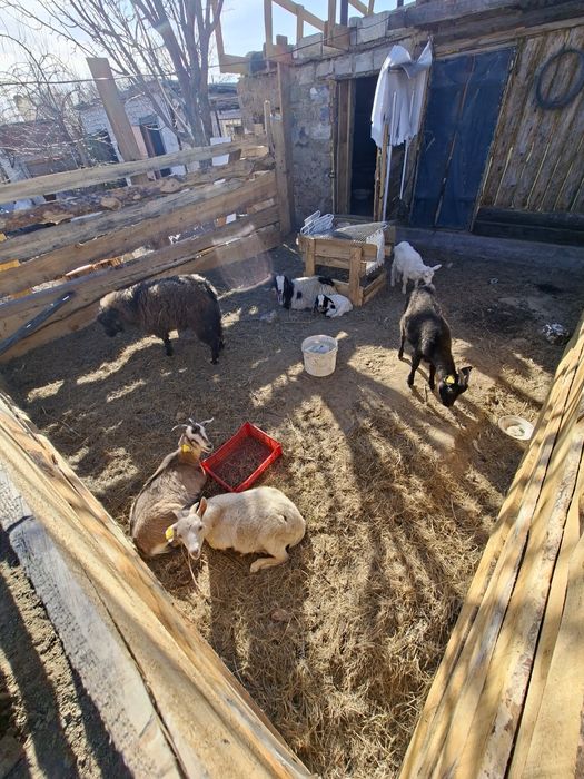 Продам козы         6ш