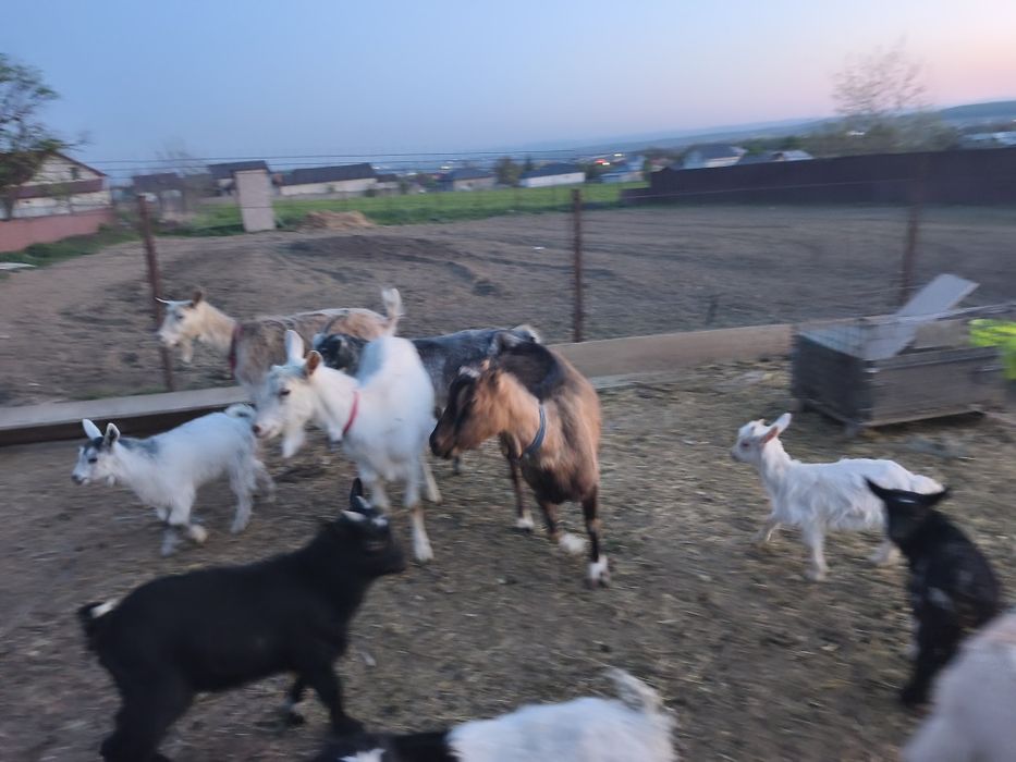 Vând capre cu iezi