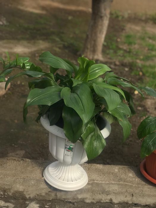 Продам цветы домашние растения