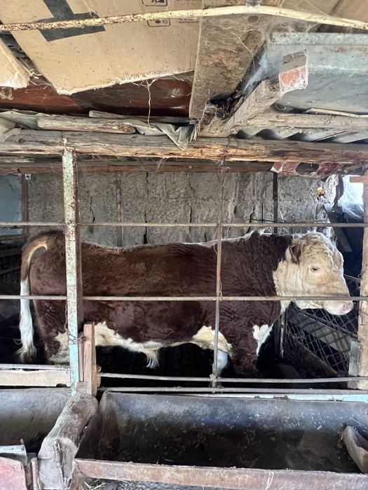 Simental Buqa sotiladi 700 kg