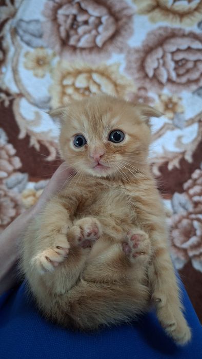 Котята 2 месяца.