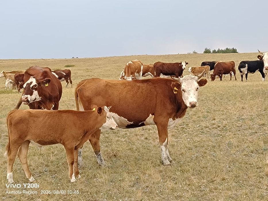 Продам крс оптом.