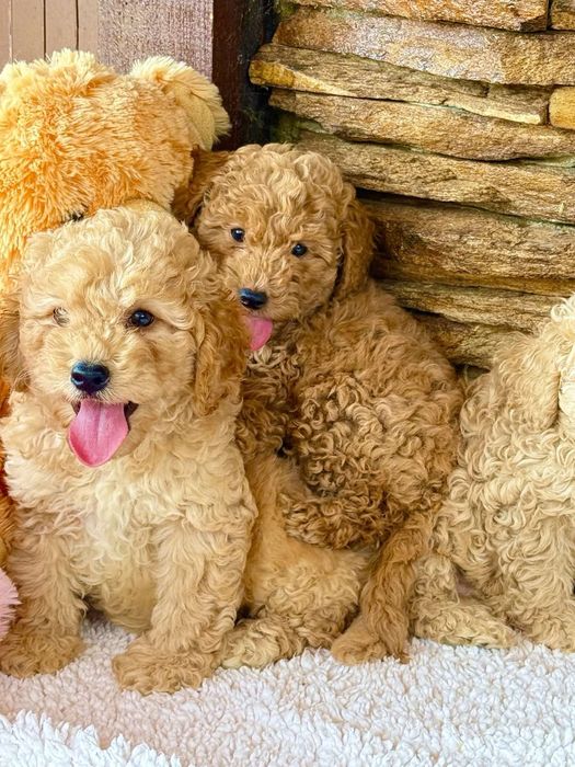 Мини пудел - пудел