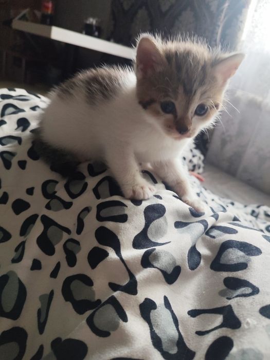 Отдам котят в хорошие руки