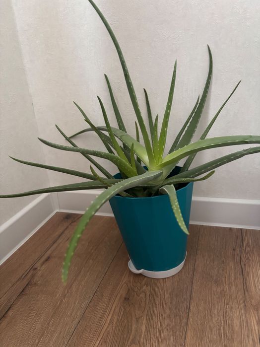 Алоэ растение продам