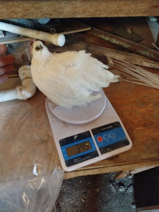 Bedana 1 kunlikdan 50 kunlikgacha zakas olamiz