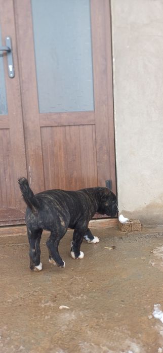 Otasi 65 kilo gibrit onasi 55 kilo otasini uyinlari bor , moshni baqva