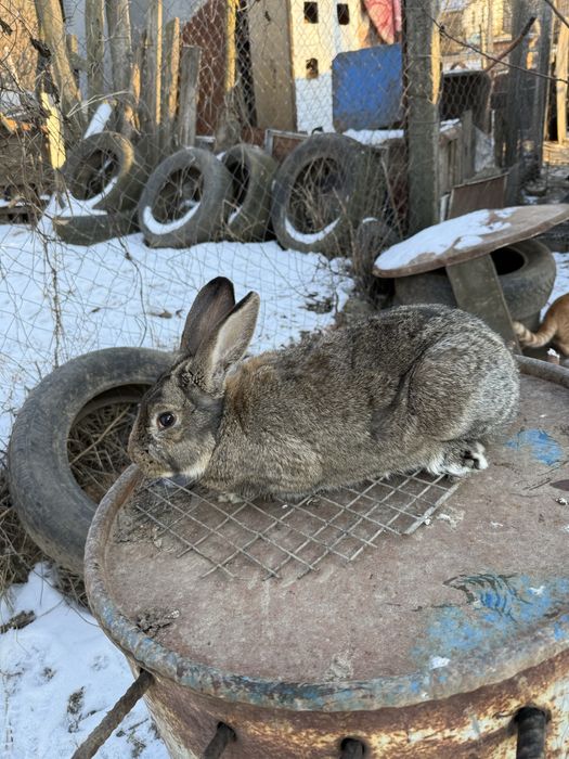 Vand masculi berbec german si comun