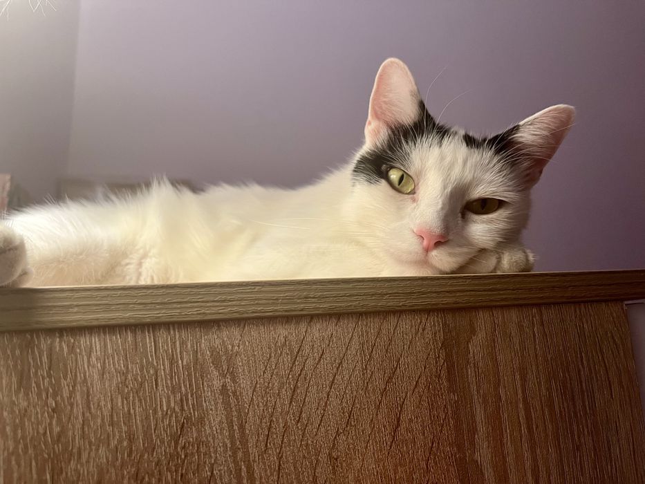 Подарявам мъжки котарак