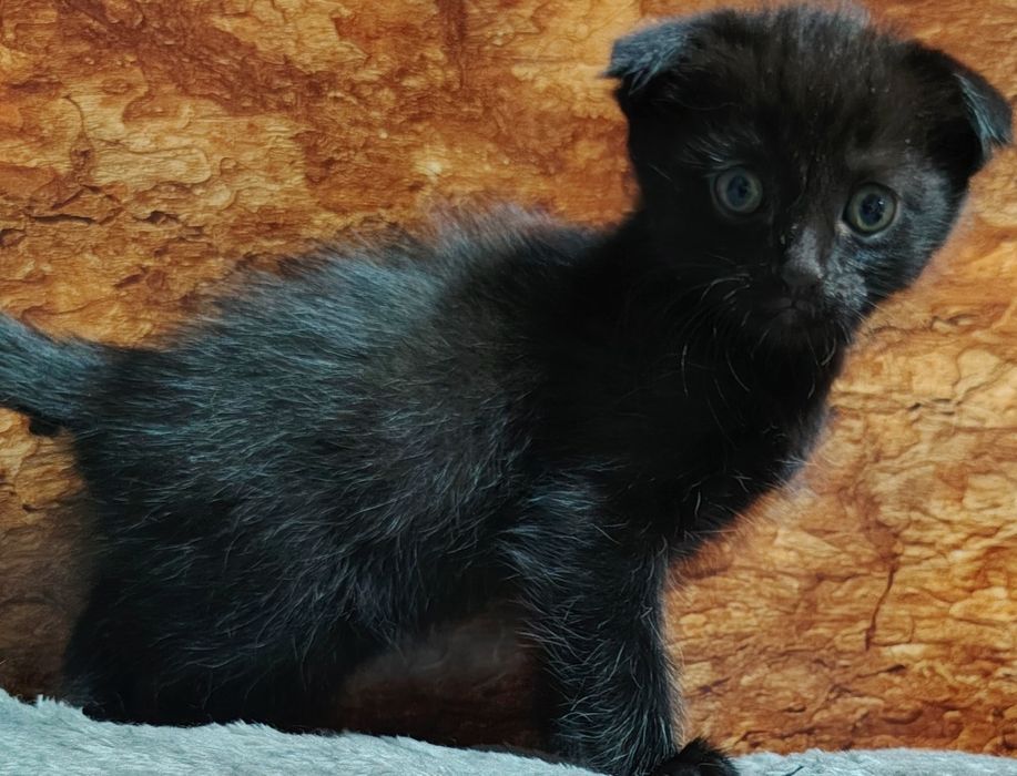 Продаються  веслоухие котята два мальчика одна девочка