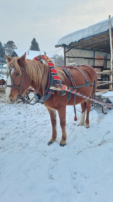 Кобыла 6 лет. Обучена вкруг