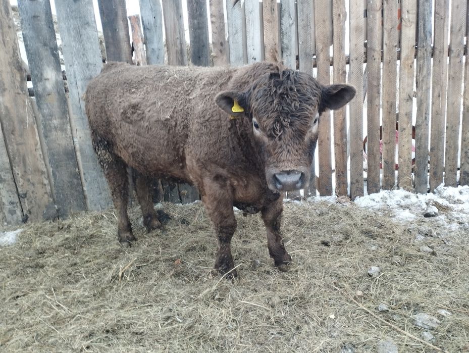 Ауликоль. Ангус. На племя .