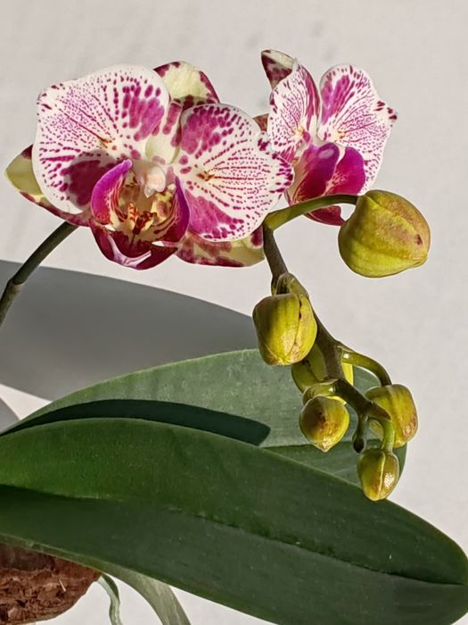 Орхидея фаленопсис