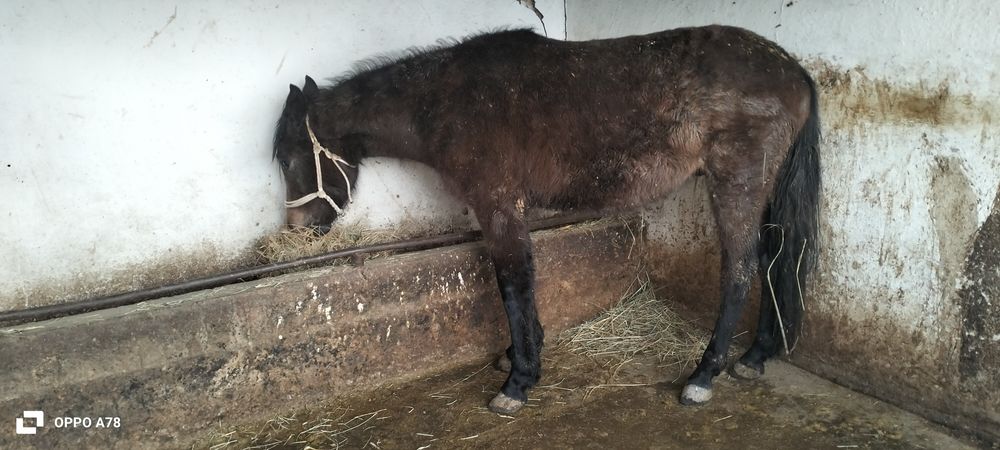 Кунан сатлады...