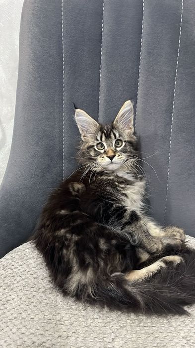 Продам девочку 6 месяцев