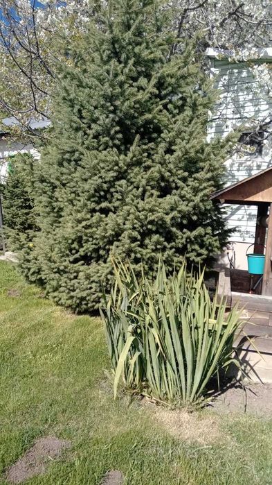 Продам живую  ёлку