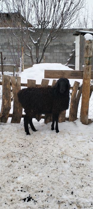 Токты семыз базардан арзан багада