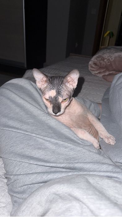 Канадский Сфинкс