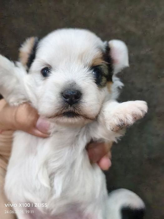 Очаровательные щенки бивера.