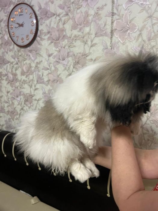 Ищем любящих родителей