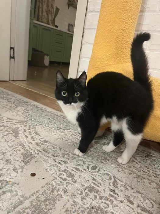 Котенок 5 месяцев