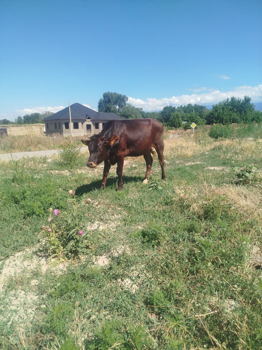 Продам четырех телок