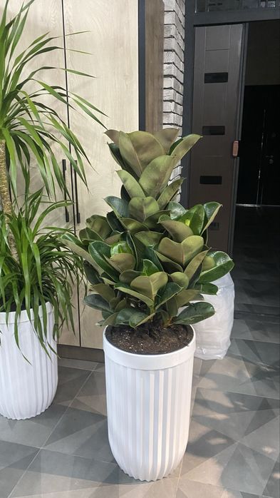 Комнатные растения, Офисные цветы, Цветы для дома, Живые цветы, Гуллар