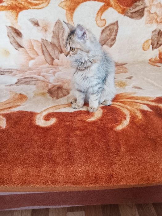 Отдам котенка в хорошие руки