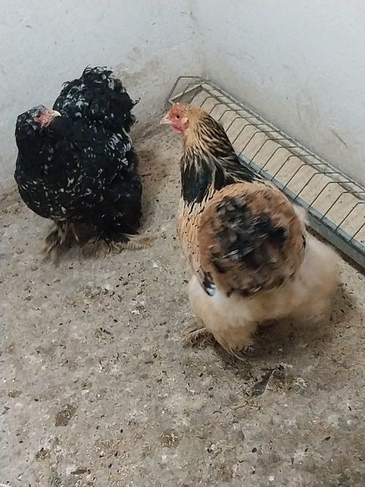 Vând cocoși și găini Cochinchina